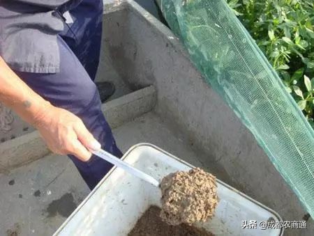 网箱养殖黄鳝最新全套技术,黄鳝大棚鳝巢高密度养殖技术