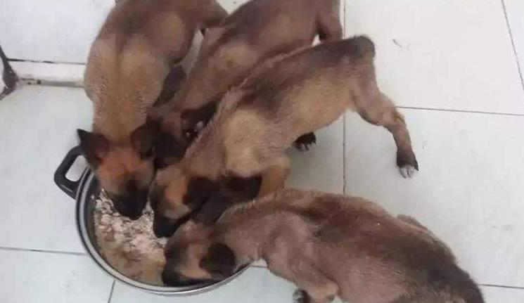 最好的马犬有哪些特点,马犬最成功的犬种