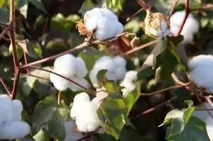 2022年家庭农场有土地流转补贴吗,有自己的农场如何申请补贴