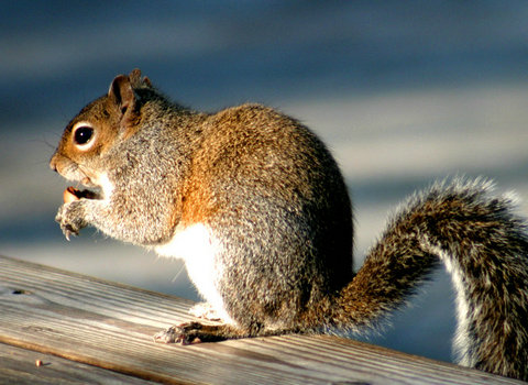 小松鼠饲养日常,新手如何饲养小松鼠