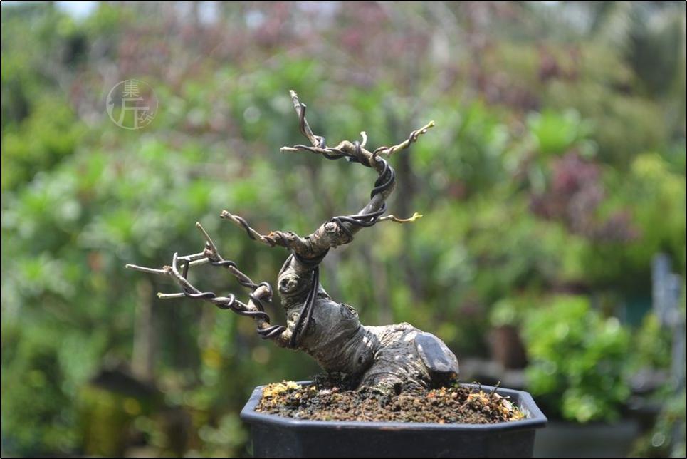 盆景有山有水,榕树盆景的造型
