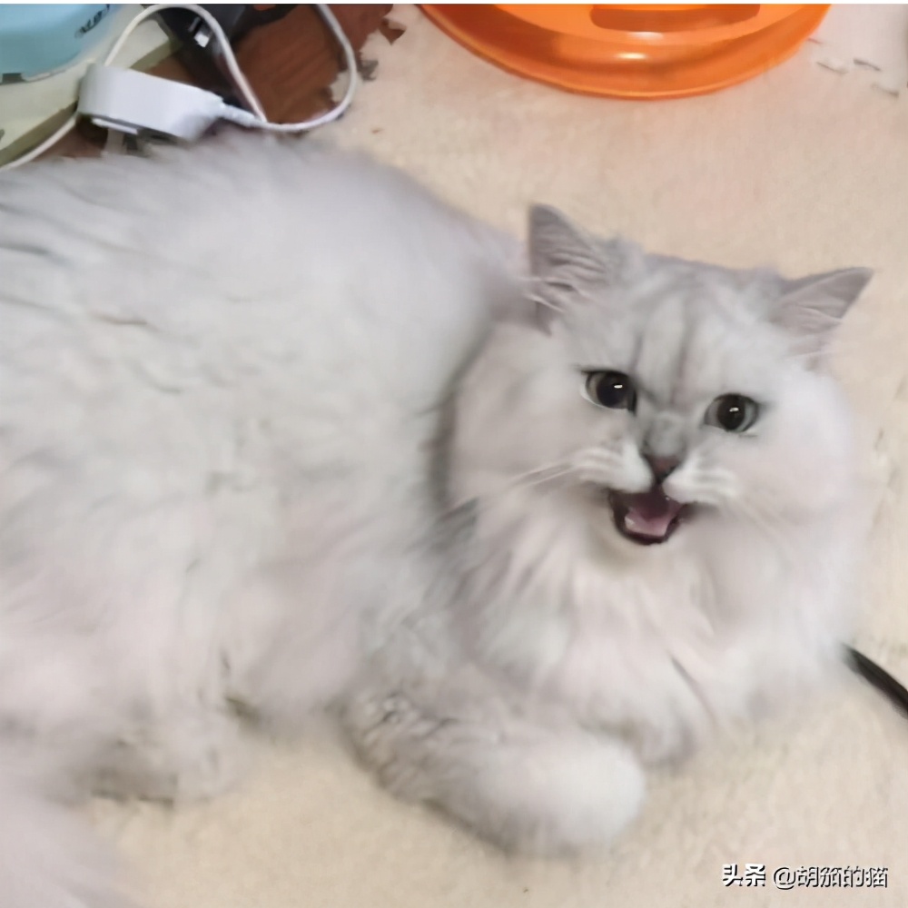 布偶母猫很凶不让配怎么办,为什么母猫凶别人的孩子