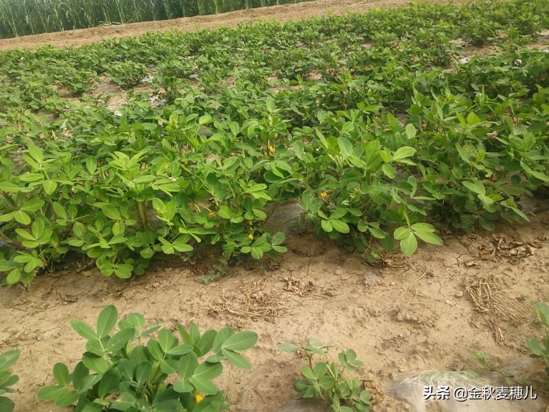 《落花生》课文原文,落花生是什么意思