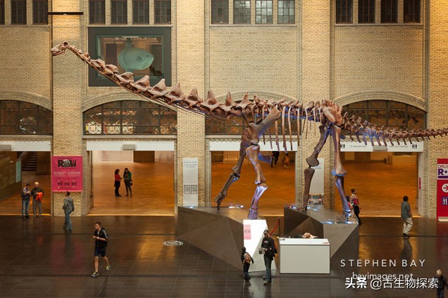 超级巨龙和金牌巨龙,超级巨龙进化