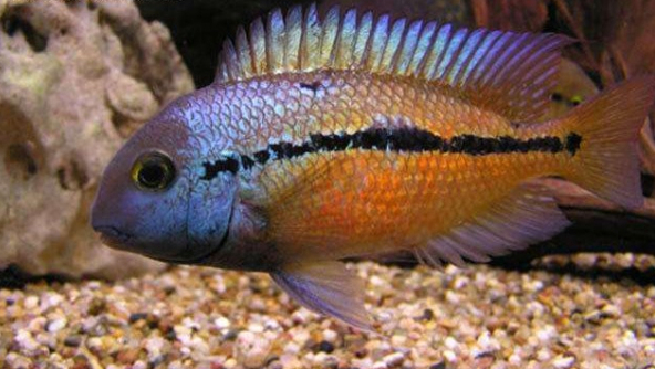 南美慈鲷,慈鲷有黑色的吗