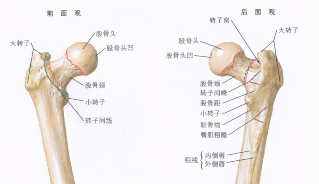 股骨头坏死二期针灸可以治好吗,刘红云治疗股骨头坏死针灸视频