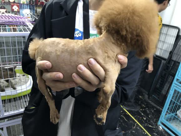 泰迪犬很怕这9件事,泰迪犬最害怕的5件事