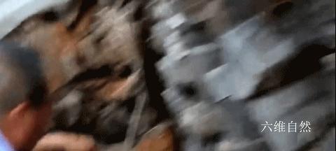 黑龙江一村民发现狐狸,黑龙江村民发现一窝小山狸子