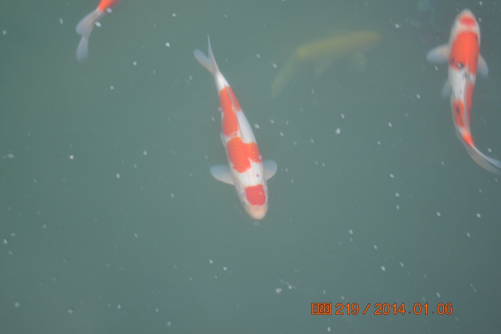 锦鲤池养殖方法图解,锦鲤繁殖全过程纪录片