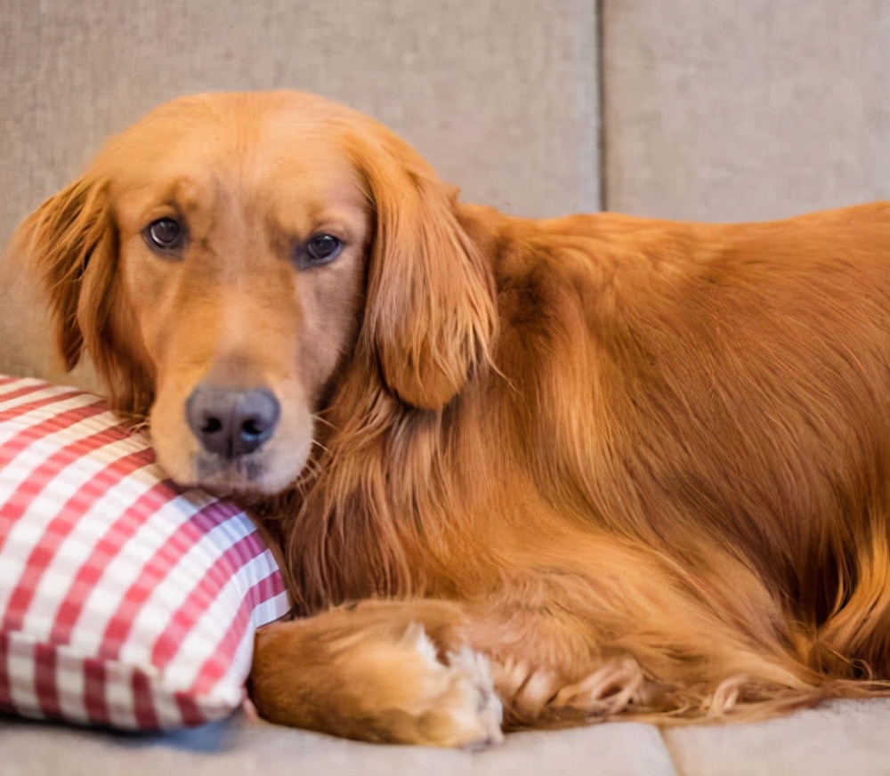 金毛比较调皮怎么办,小金毛调皮捣蛋怎么办