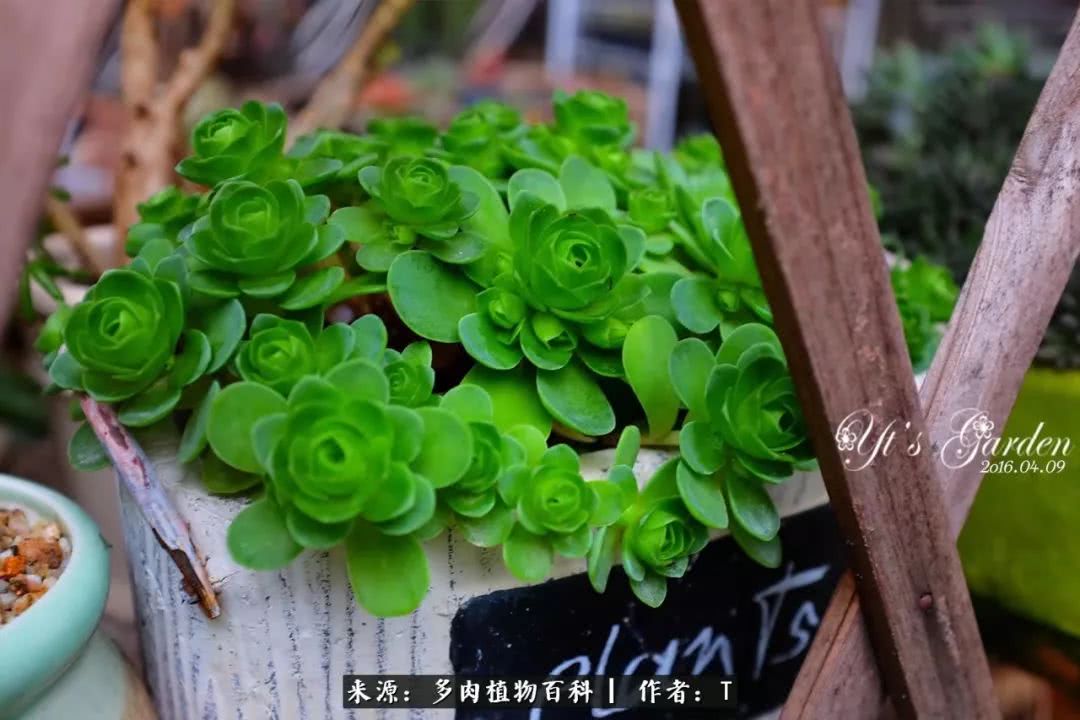多肉还可以这样玩(上):八年养肉路剪影!