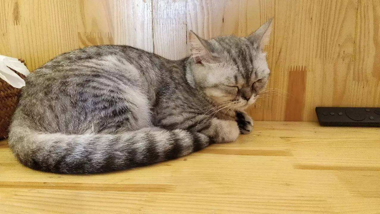 猫咪喵呜的叫是什么意思,猫咪喵的叫一声是什么意思