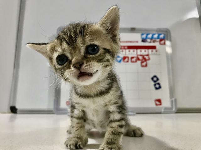 吸猫的科学依据来了,教你如何获得一只猫