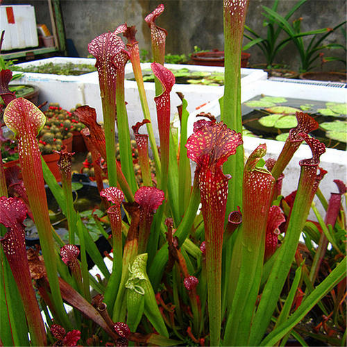 养什么植物能驱赶蚊子苍蝇,家里养盆栽会有小蚊子吗