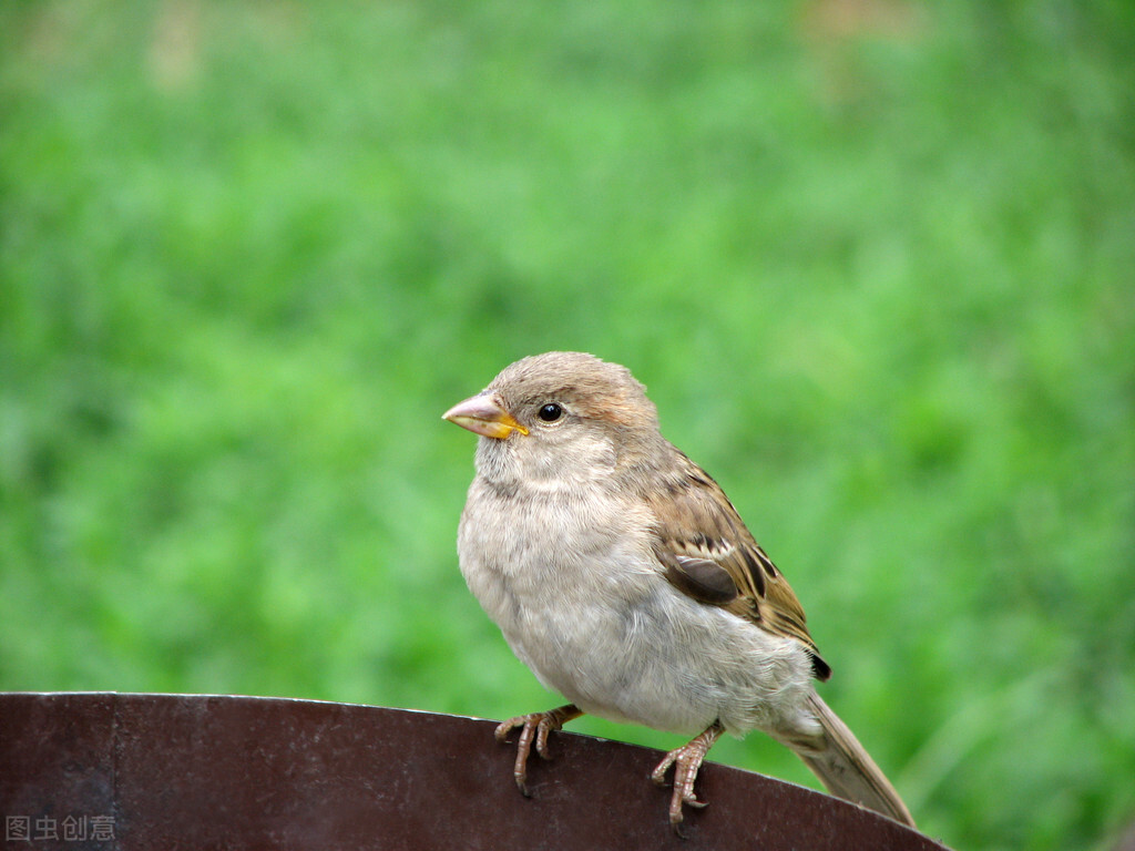 在路边捡到一只小麻雀的幼鸟,捡到一只小麻雀可以喂虫子吗