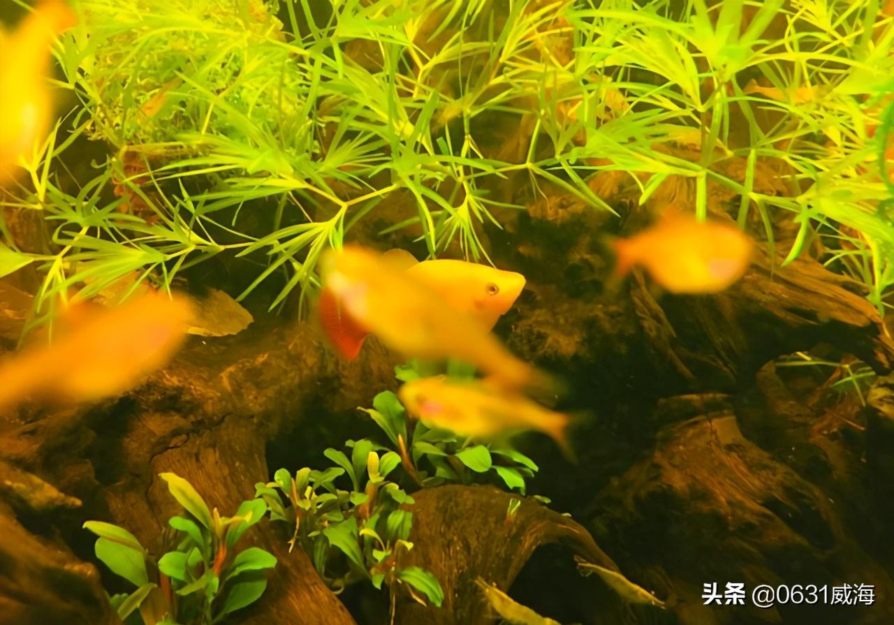 鱼缸中氧气的作用,鱼缸里的氧气怎么正确使用