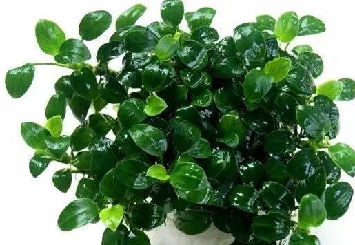 金鱼吃水草怎么养,金鱼吃水里的苔藓