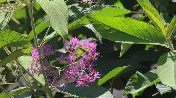 新农33期|白沙细水乡王安茂种植的黎族奇药裸花紫珠