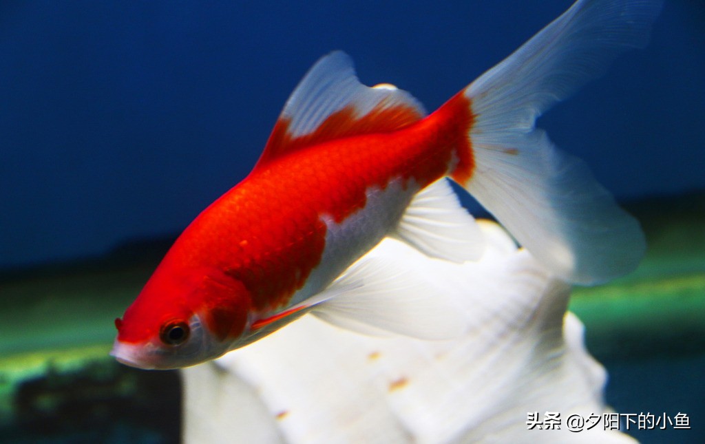 老同学被人坑买错鱼引出的故事，3回合的较量，谁胜出你一定知道