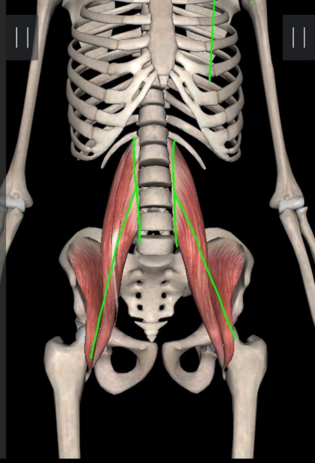 锻炼髂腰肌最有效方法图解,不懂健身动作练到的肌肉