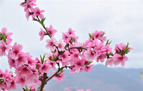 盘点世界各国国花你最喜欢哪种,盘点各国国花