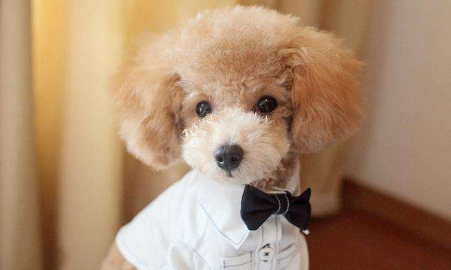 泰迪舔你除了喜欢你,还有这6种隐藏含义,你知道吗?