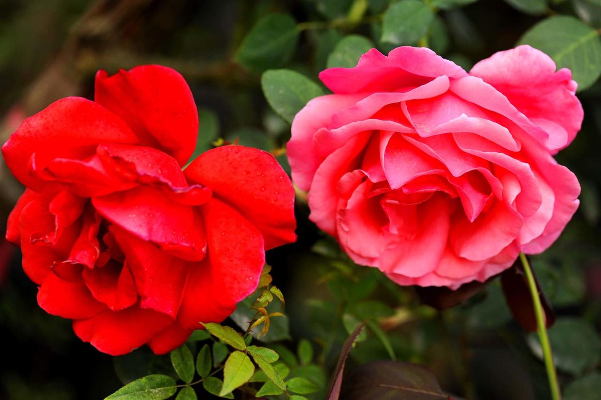 君子兰兰花不开花的原因,怎样使君子兰兰花叶子长得对称