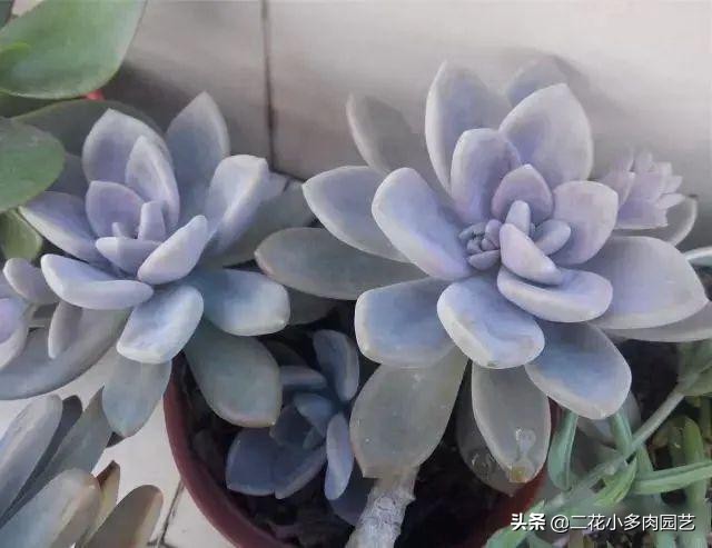 365种·常见花卉图谱，观果和多肉植物收藏篇