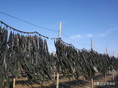 海带哪几种颜色不能买,海带买新鲜的还是买干海带比较好