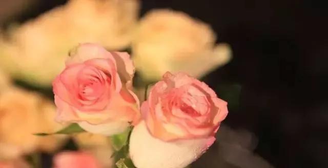 一万年一次的2020520;一起认识100种玫瑰~别送错啊