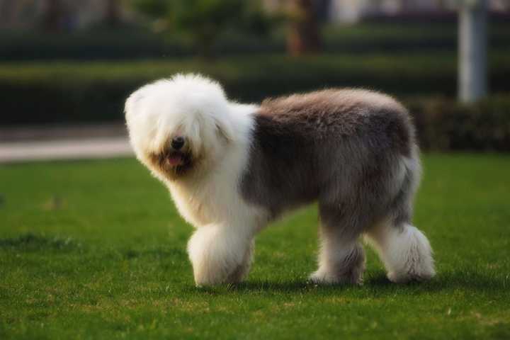 最聪明的十大狗狗品种介绍,史上最全的狗狗品种记得收藏