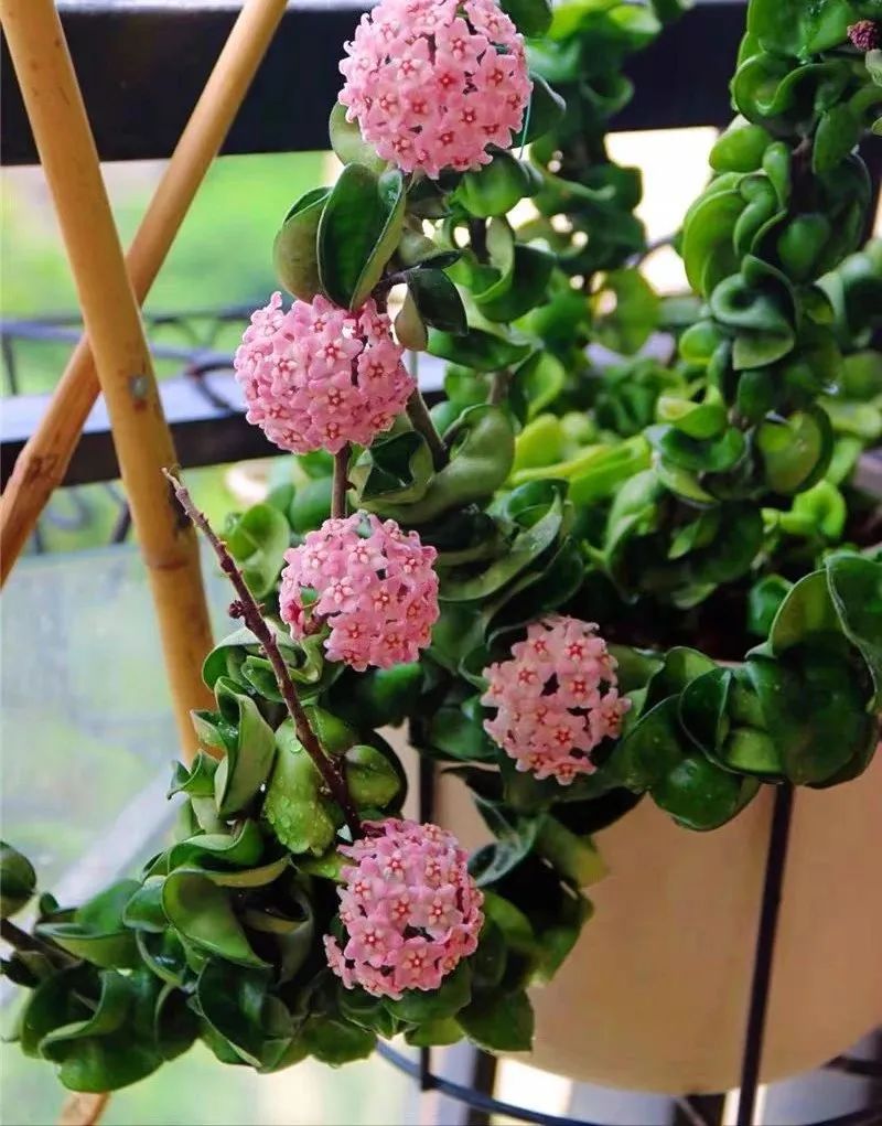推荐4种垂吊花，不开花也好看，家里养几盆，呼呼长成绿窗帘