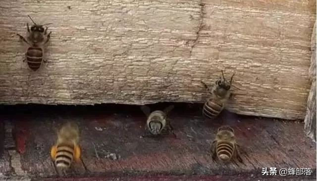 中蜂养殖怎么把新蜂放在蜂箱内,新手养殖蜜蜂雄蜂太多怎么处理