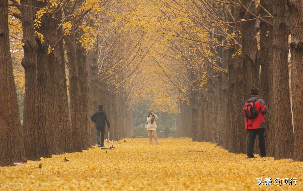 北京18个看银杏的好地方在哪,北京八大处看银杏攻略