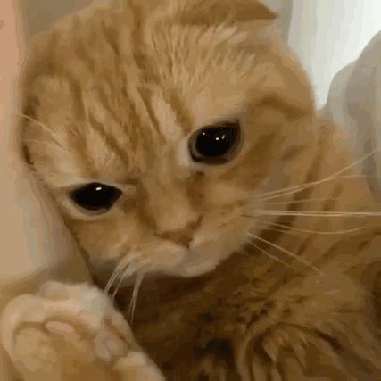 猫咪发情了怎么办？做好这几点，你也是个专业的铲屎官