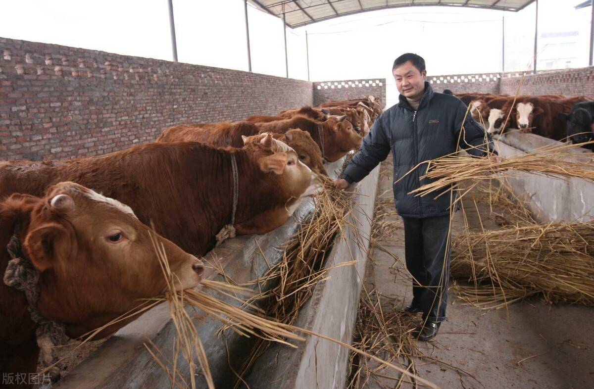 靠“养牛”发财？这2年，农村养牛成风，真赚钱吗？看完了解了
