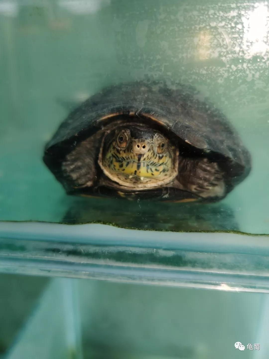 黄泽泥龟为什么冷门,泥龟冷门品种