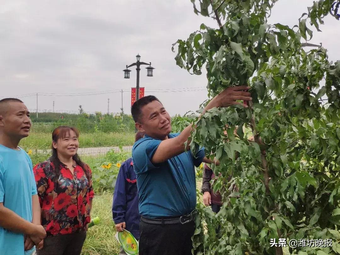 「创新提升“三个模式”乡村振兴潍坊先行」返乡育桃，临朐县龙山产业园出了位“孙专家”