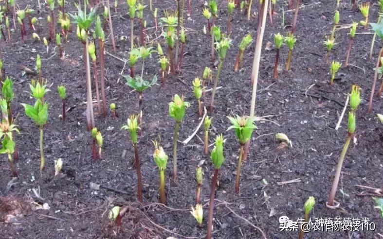 七叶一枝花的种植全部过程,七叶一枝花一般几月份出苗
