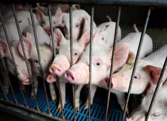 市场监管总局食品不合格通告,市场监管总局公布食品安全不合格