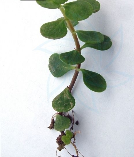 宝塔菜是什么样的植物,石板菜的生长习性