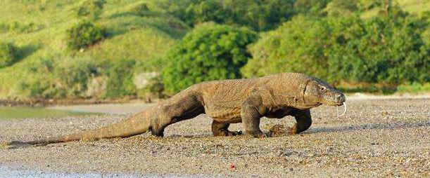 动物是怎样无性生殖的,动物无性生殖的几种方式
