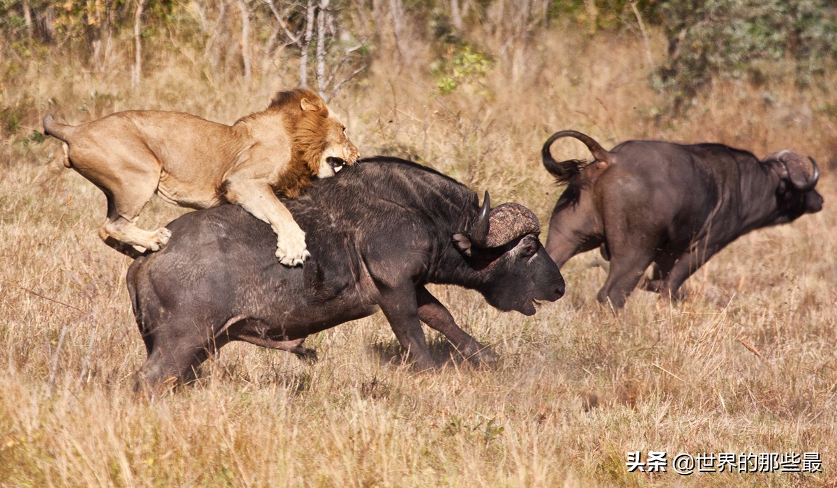 老虎真的比狮子强大吗,老虎和狮子谁是百兽之王