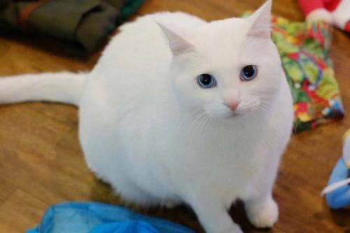 七种中华田园猫中哪种猫最便宜,中华田园猫12个品种图小奶猫