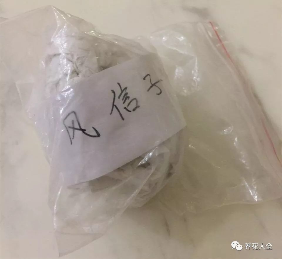 风信子开完花剪掉还会开吗,风信子开完花还可以活吗