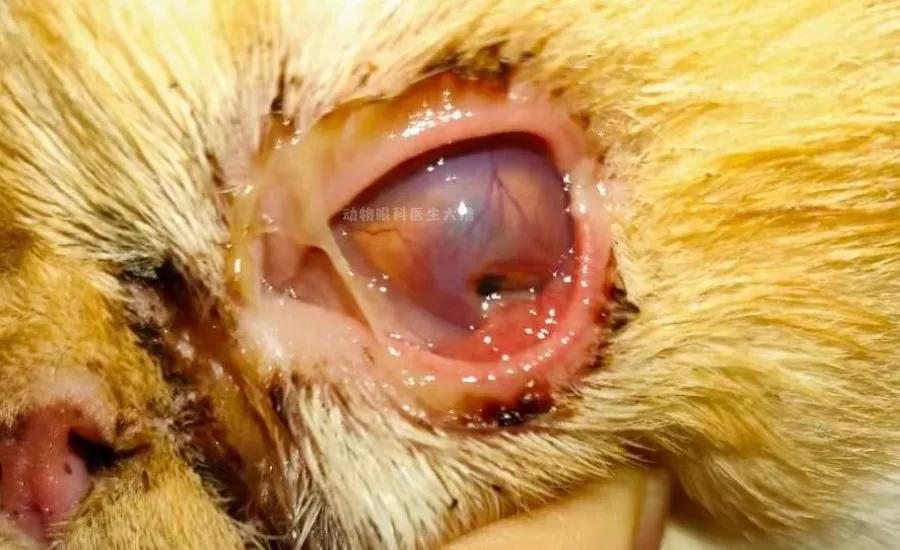 角膜溃疡穿孔的典型症状,眼睛溃疡穿孔已经看不见怎么治疗