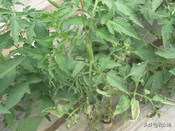 番茄溃疡病打什么药,番茄细菌性溃疡病