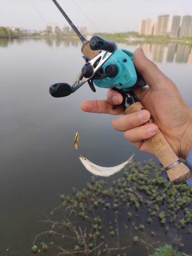 路亚白条冬天马口在浅水还是深水,微物路亚实战钓白条