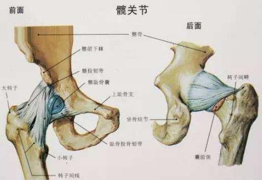 养金毛犬要注意什么,饲养金毛犬有哪些注意事项