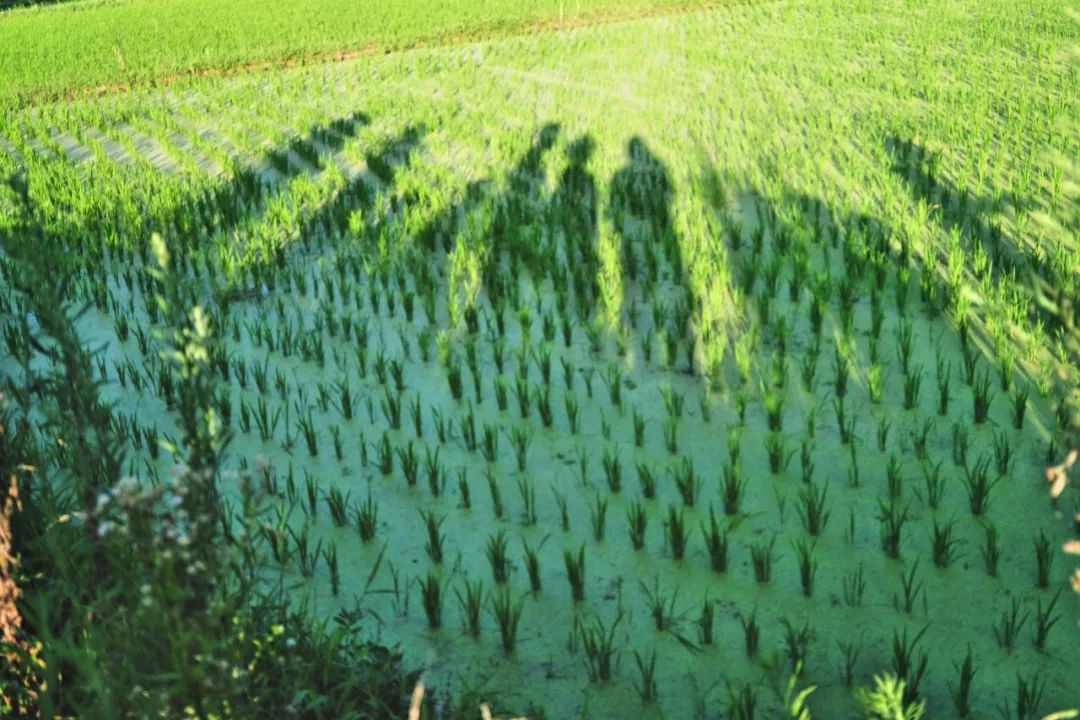 浙江杭州民宿3天二晚,浙江浦江登高村春社民宿